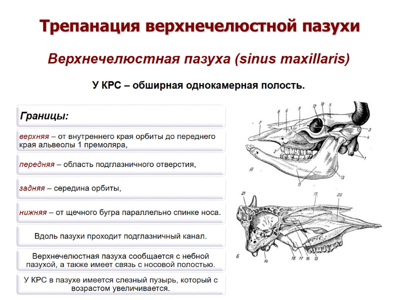 Трепанация верхнечелюстной пазухи Верхнечелюстная пазуха (sinus maxillaris) У КРС – обширная однокамерная полость. Трепанация верхнечелюстной пазухи Верхнечелюстная пазуха (sinus maxillaris) У КРС – обширная однокамерная полость.